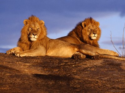 African Lions On Rocks.jpg