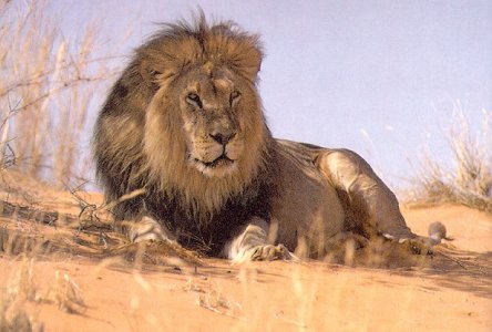 African Lion.jpg