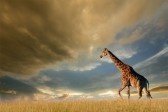 6314051-a-giraffe-walking-on-the-african-plains-against-a-dramatic-sky.jpg