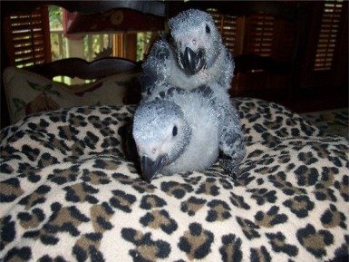 Pepper And Mango.jpg