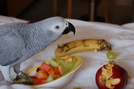 Pepper Eating Fruit.jpg