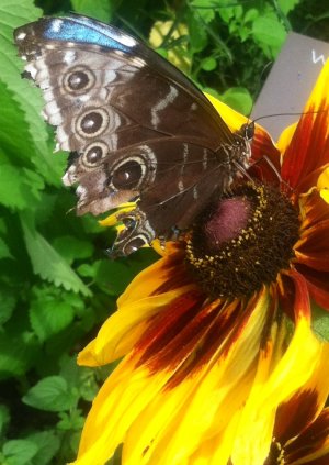 Butterfly flower.JPG