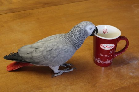 Pepper And Tim Horton's Coffee Cup.jpg