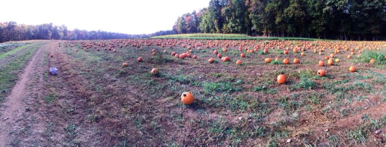 ImageUploadedByiMore Forums1381160086.855308.jpg