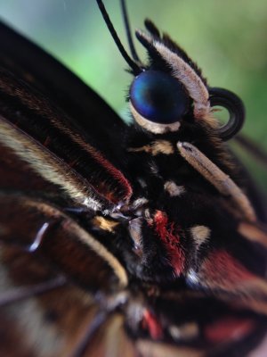 Butterfly macro.jpg