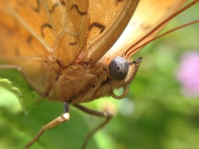 Butterfly macro 2.jpg