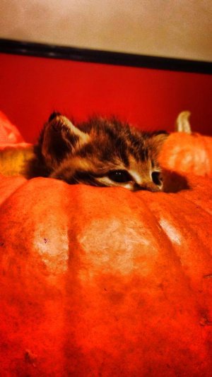 kitten pumpkin.jpg