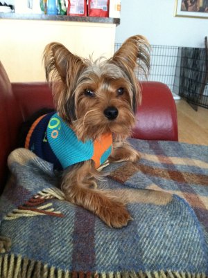 ImageUploadedByTapatalk HD1356391496.859413.jpg