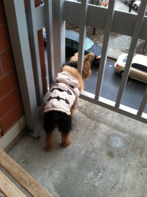 ImageUploadedByTapatalk HD1356391534.102481.jpg