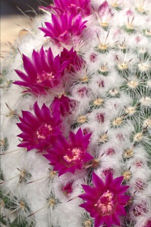 cactus flower.JPG  2.JPG