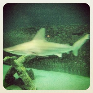 shark2.jpg