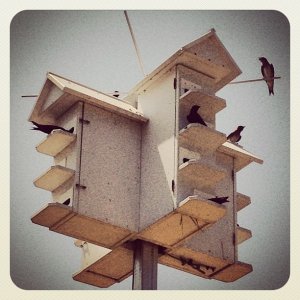 thebirds.jpg