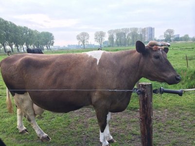 Cow.jpg