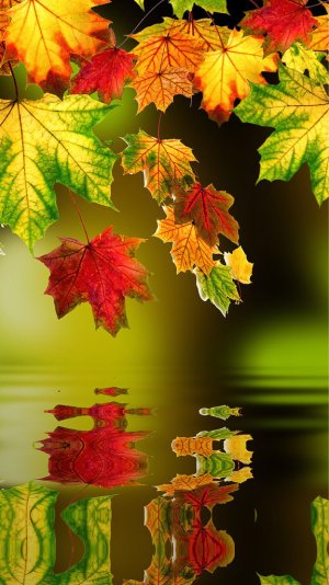 ImageUploadedByiMore Forums1415666979.615762.jpg