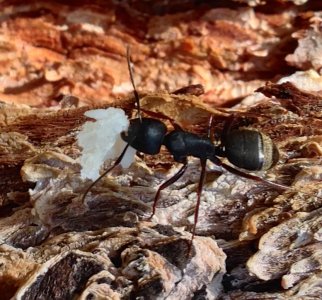 Ant eating cheese  1237 - Version 2.JPG