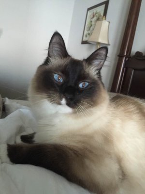 ImageUploadedByiMore Forums1432434807.544123.jpg