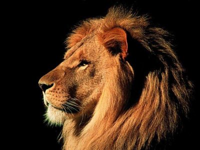 African Lion Head Side Shot.jpg