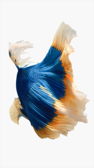 BlueYellowFish.png