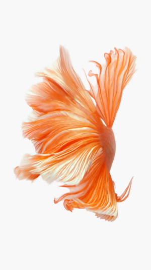 OrangeFish.png