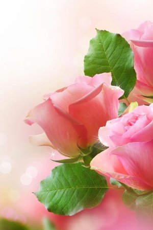 Roses-Buds-Flowers-Blur-960x640.jpg