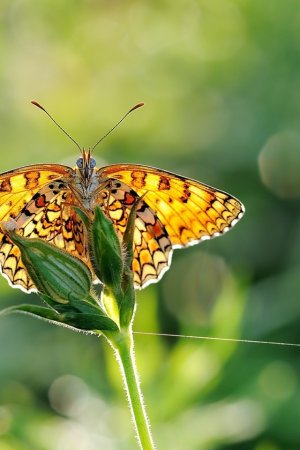 Butterfly-wings-green-plants-sunlight-close-up-960x640.jpg