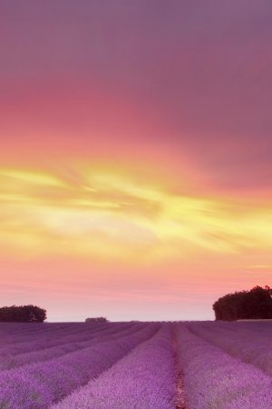 Lavender-Field-Sunset-Hd-Widescreen-Wallpapers-960x640.jpeg