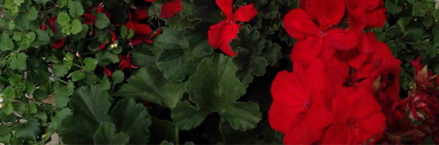 ImageUploadedByiMore Forums1465408337.054598.jpg