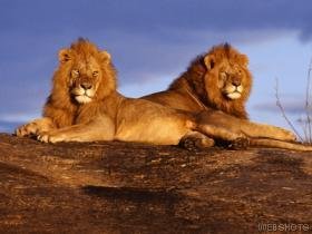 African Lions in Africa.jpg