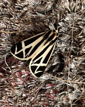Tiger Moth.jpg