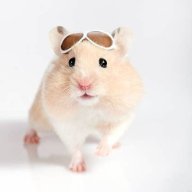 hamsterina