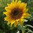 Sunflower44